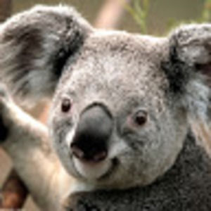 Meet your Posher, Molly